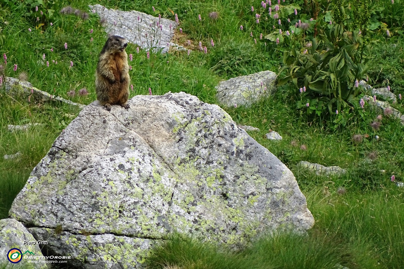 87 Marmotta in sentinella.JPG